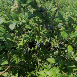George Schmidt Berry Farm