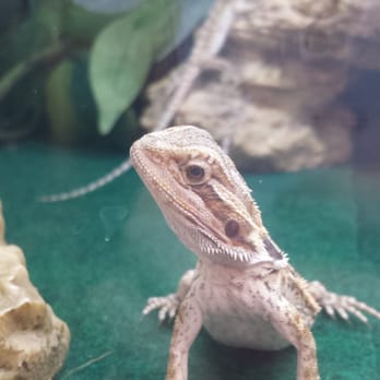 PetSmart - Bearded dragon! This dude was making eye contact the whole time. He wants a kiss! - Pet Stores Near Me - New Orleans, Louisiana PetSmart - Bearded dragon! This dude was making eye contact the whole time. He wants a kiss! - Pet Stores Near Me - New Orleans, Louisiana