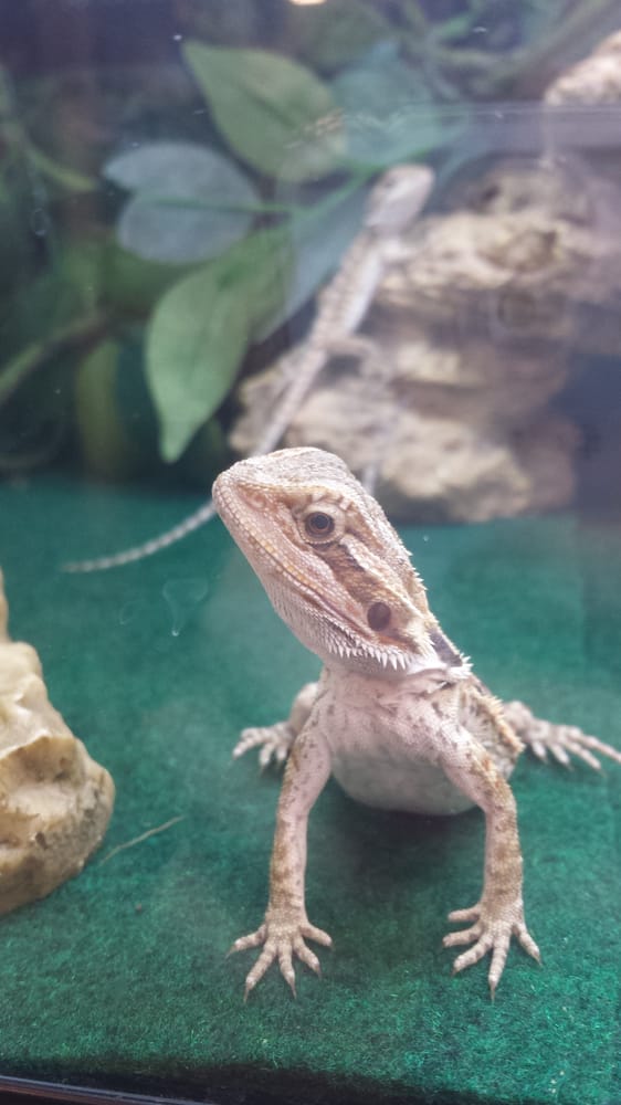 petsmart baby bearded dragon