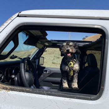 Carnegie State Vehicular Recreation Area - My dog having a good time - Campgrounds Near Me - Tracy, California Carnegie State Vehicular Recreation Area - My dog having a good time - Campgrounds Near Me - Tracy, California