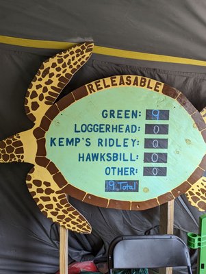 Sea Turtle, Inc. by null
