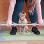 Resilient Yoga Therapeutics