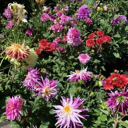M&T Nursery And Garden