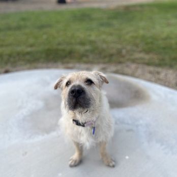 ALL DOGS GO TO BEV Updated May 2025 128 Photos 138 Reviews 3050 E Desert Inn Rd Las Vegas Nevada Pet Groomers Phone Number Yelp