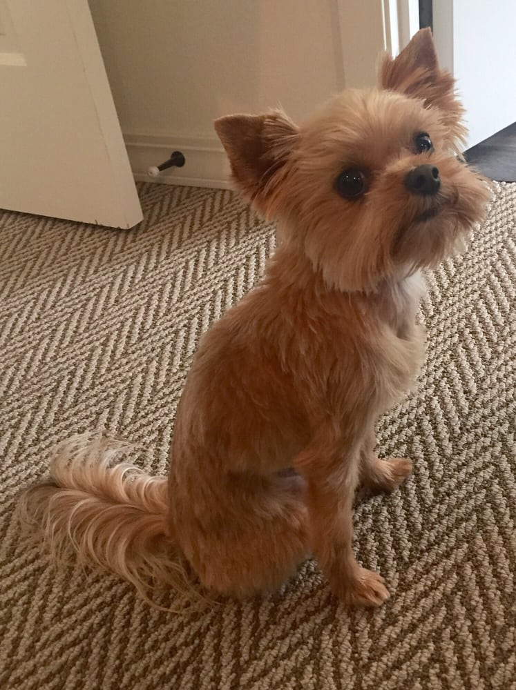 LOLA’S K9 DESIGNS Updated July 2024 509 NW 6th St, Redmond, Oregon