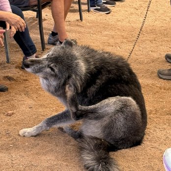 Sedona Wolf Sanctuary - Scratching an itch! - Community Service/Non-Profit Near Me - Camp Verde, Arizona Sedona Wolf Sanctuary - Scratching an itch! - Community Service/Non-Profit Near Me - Camp Verde, Arizona