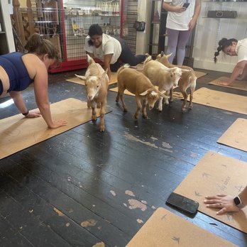 THE OLDE GOAT - Updated August 2025 - 41 Photos & 24 Reviews - 2106