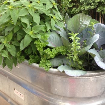 Sprig Restaurant - Herbs used by the bartender - Southern Near Me - Decatur, Georgia