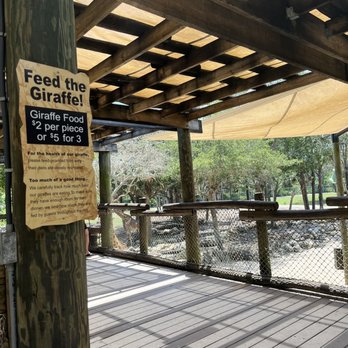 Brevard Zoo - $2 per lettuce or 5 for $3 to feed the giraffes - Zoos Near Me - Melbourne, Florida Brevard Zoo - $2 per lettuce or 5 for $3 to feed the giraffes - Zoos Near Me - Melbourne, Florida