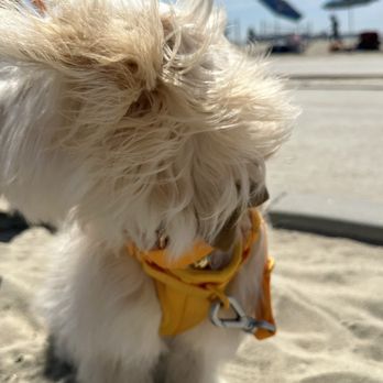 Rosie's Dog Beach - Dog Parks Near Me - Long Beach, California Rosie's Dog Beach - Dog Parks Near Me - Long Beach, California