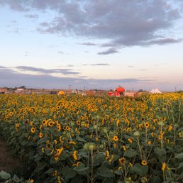 Sunflowers Sunflowers