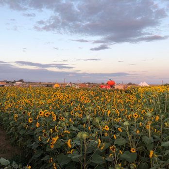 Lowe Family Farmstead - Sunflowers - Festivals Near Me - Kuna, Idaho Lowe Family Farmstead - Sunflowers - Festivals Near Me - Kuna, Idaho
