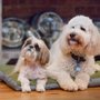 Photo of Other End of the Leash Pet Boutique & Bakery