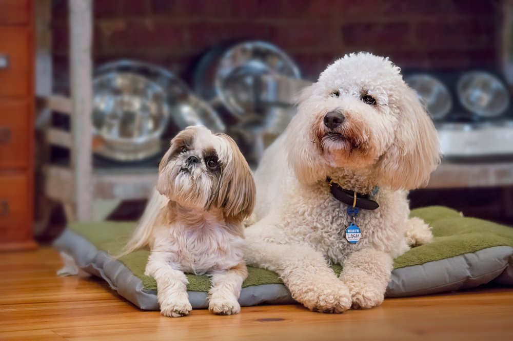 Other End of the Leash Pet Boutique & Bakery Image