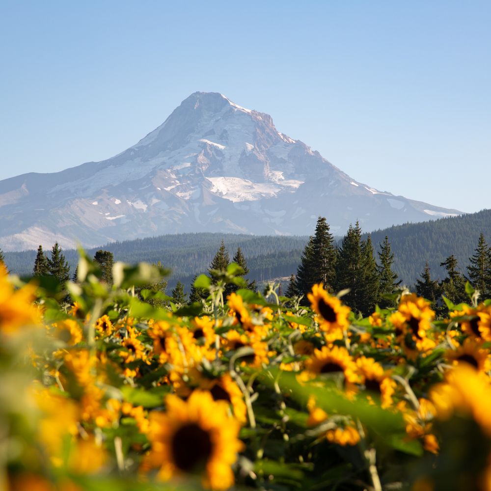 Grateful Vineyard - Wine Tasting Room Near Me - Mount Hood, Oregon Grateful Vineyard - Wine Tasting Room Near Me - Mount Hood, Oregon