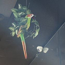 El Perico Ranchero - Super cute decor