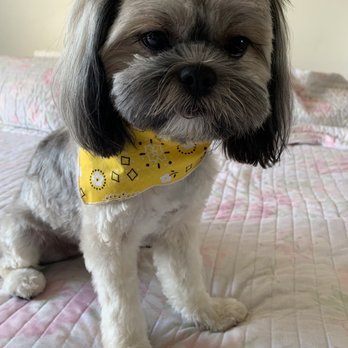 Bubbles Pet Spa - Baño y corte de pelo - Pet Groomers Near Me - Torrance, California Bubbles Pet Spa - Baño y corte de pelo - Pet Groomers Near Me - Torrance, California