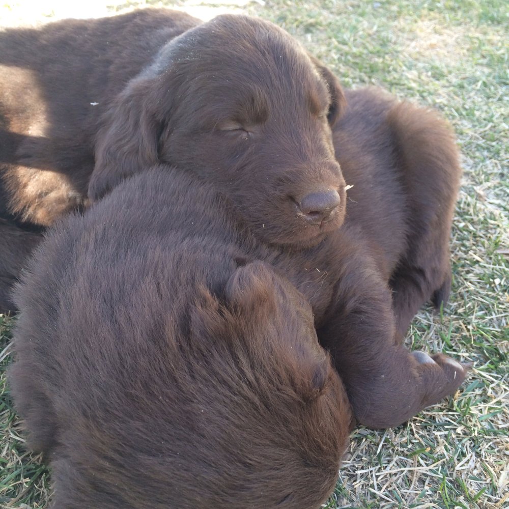 Valley Crest Kennel - Sleepy puppies on a sunny afternoon - Pets Near Me - Selah, Washington Valley Crest Kennel - Sleepy puppies on a sunny afternoon - Pets Near Me - Selah, Washington