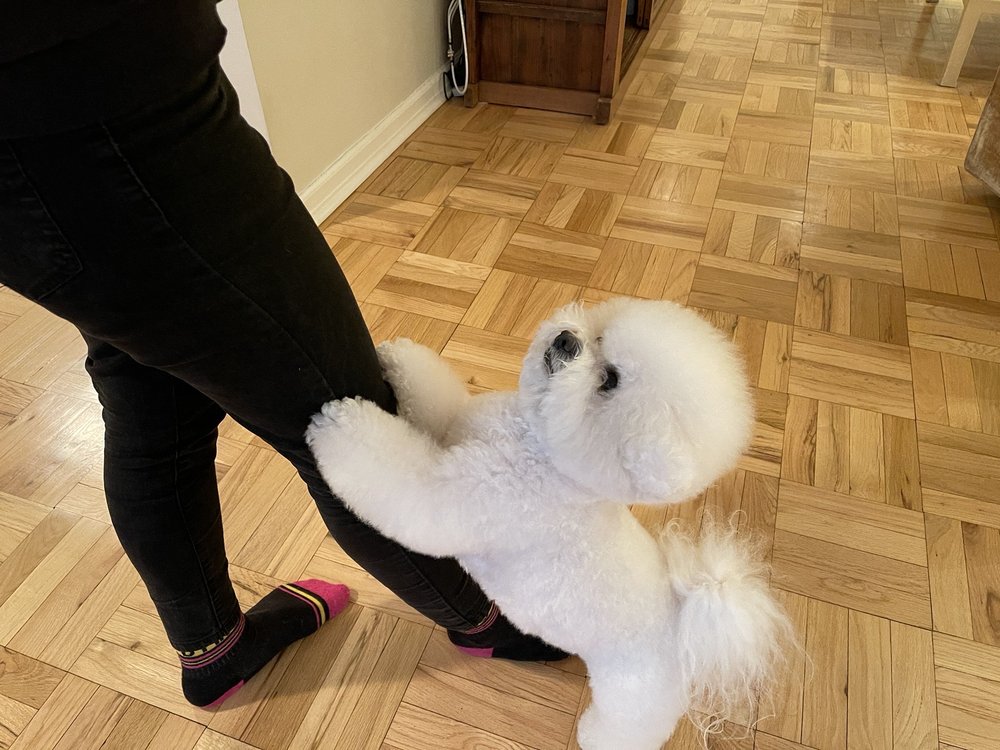 ALLIE’S PET GROOMING NYC Updated October 2024 29 Photos & 13