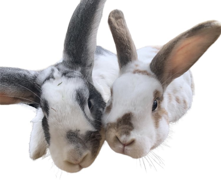 Binky’s Boarding - pet boarding facility in Roswell, GA