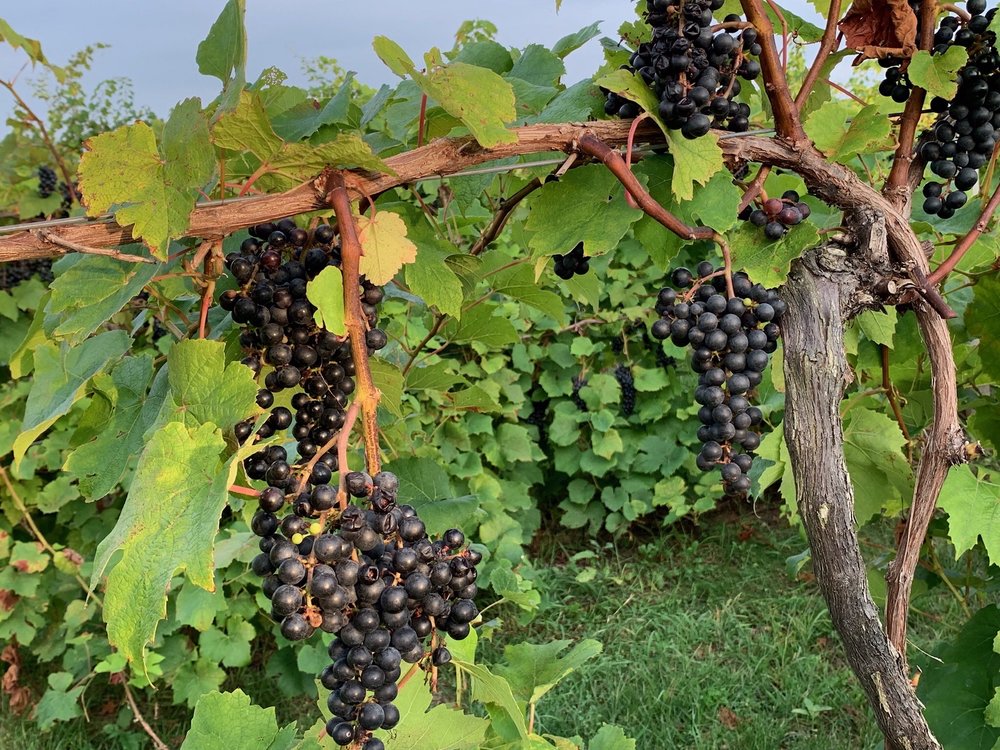 WORTHENBURY COUNTRY HOUSE 39 Photos 10931 Hills Rd, Baroda