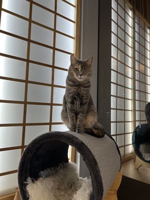 Kokoro Cat Café by null
