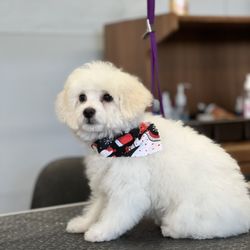 Pup N Suds Dog Grooming - Pup N Suds Dog Grooming.