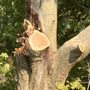 Photo of Hoffman Tree Service