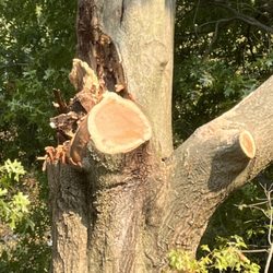 Hoffman Tree Service