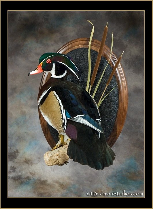 Hoosier Trapper Supply - taxidermy in Greenwood, IN