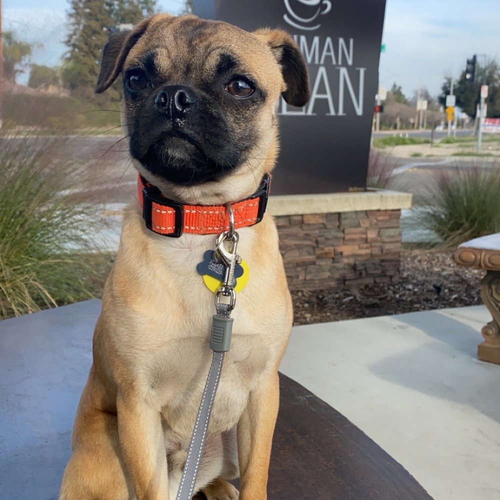 The Human Bean - we got a vanilla latte and a mexi mocha. bagel got a pup cup - Coffee & Tea Near Me - Visalia, California The Human Bean - we got a vanilla latte and a mexi mocha. bagel got a pup cup - Coffee & Tea Near Me - Visalia, California