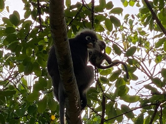 Four Seasons Resort Langkawi, Malaysia by null