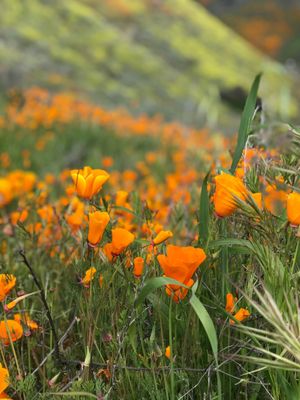 Walker Canyon by null