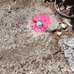 C.P. Land Surveying - This is the marker placed where the front and side boundaries meet.