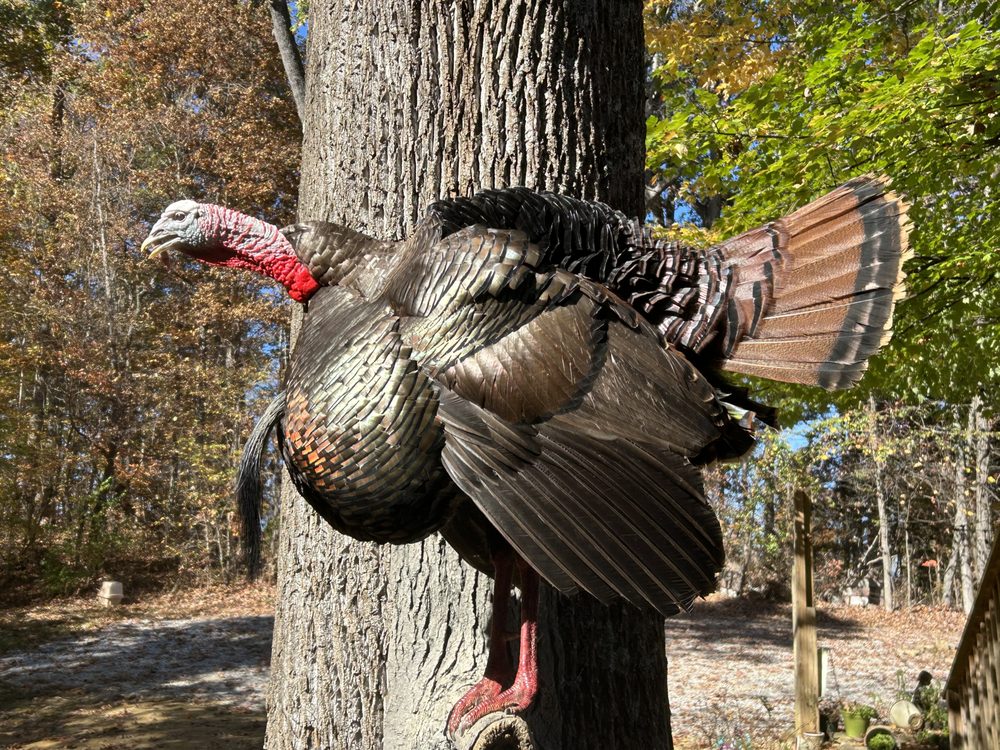 OUTDOOR MEMORIES TAXIDERMY AND TANNING Updated April 2024 Request