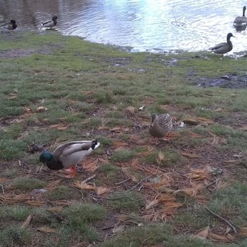 Turner's Pond - More ducks - Parks Near Me