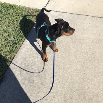 Petco - Pet Training Near Me - Pinellas Park, Florida