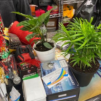 Rainbow - Back: Calathea Freddie  Front: Neanthe Palm - Nurseries & Gardening Near Me - Rosemead, California