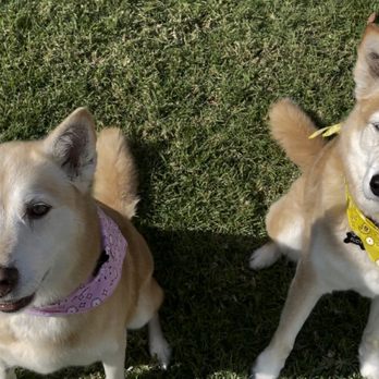 Bubbles Pet Spa - Sparkly and clean - Pet Groomers Near Me - Encino, California Bubbles Pet Spa - Sparkly and clean - Pet Groomers Near Me - Encino, California