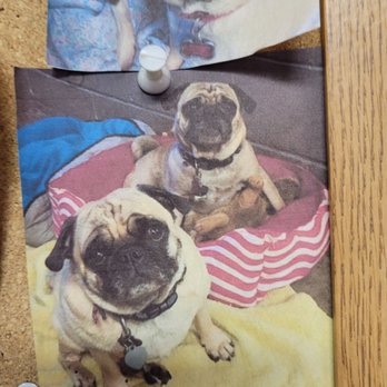 Perris Animal Hospital - Our dear belated Edward (back) & his still surviving twin brother Jacob. Faithful pets with a faithful vet & staff. - Veterinarians Near Me - Perris, California Perris Animal Hospital - Our dear belated Edward (back) & his still surviving twin brother Jacob. Faithful pets with a faithful vet & staff. - Veterinarians Near Me - Perris, California