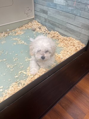 Photo of A to Z Pet Shop - Trumbull, CT, US. Another puppy