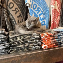 Well Done Goods - Well Done Goods shop cat Rozwell!