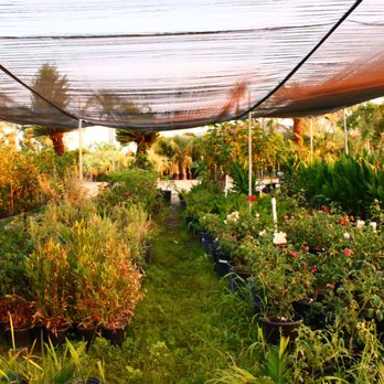 Sago Rey Palms - avariety of 1 and 5 gal plants - Nurseries & Gardening Near Me - Fresno, California