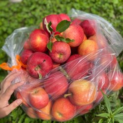 Brace Orchard