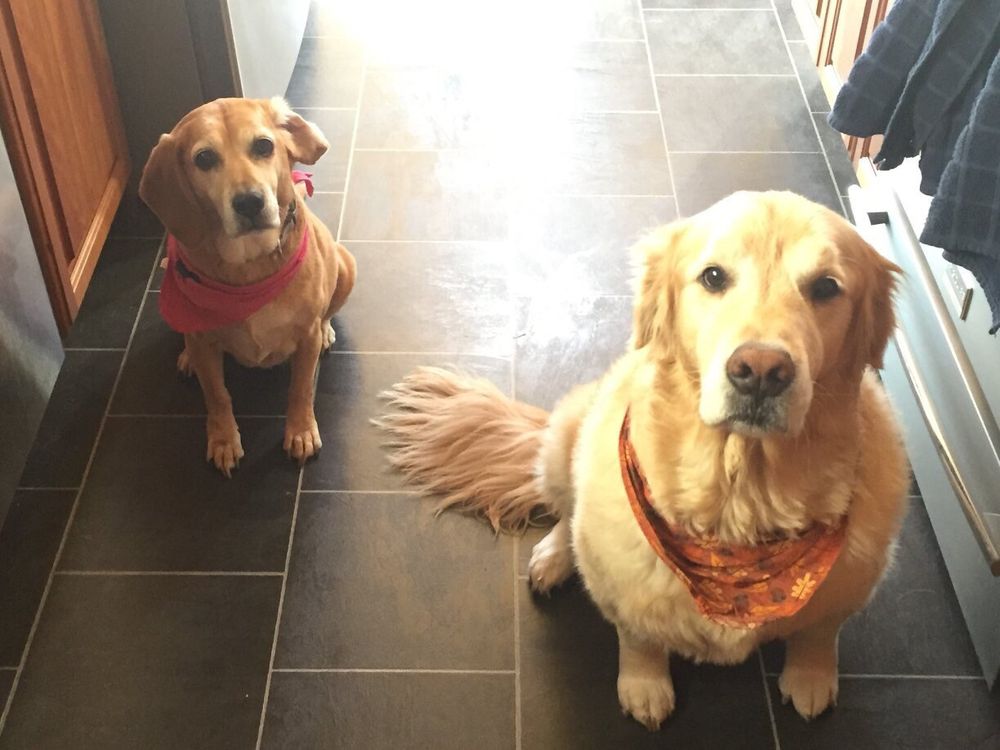 THE MUDDY PAW, GROOMING SPA & SELF DOG WASH 19 Photos Pet Groomers