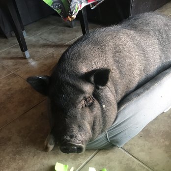 Nanny Nikki's Pet Sitting - Pet Sitting Near Me - Phoenix, Arizona