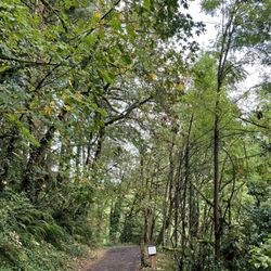 Trail
