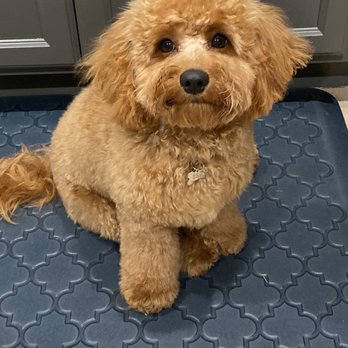 Exclusive Pet Grooming - My cockapoo Cooper - Pet Groomers Near Me