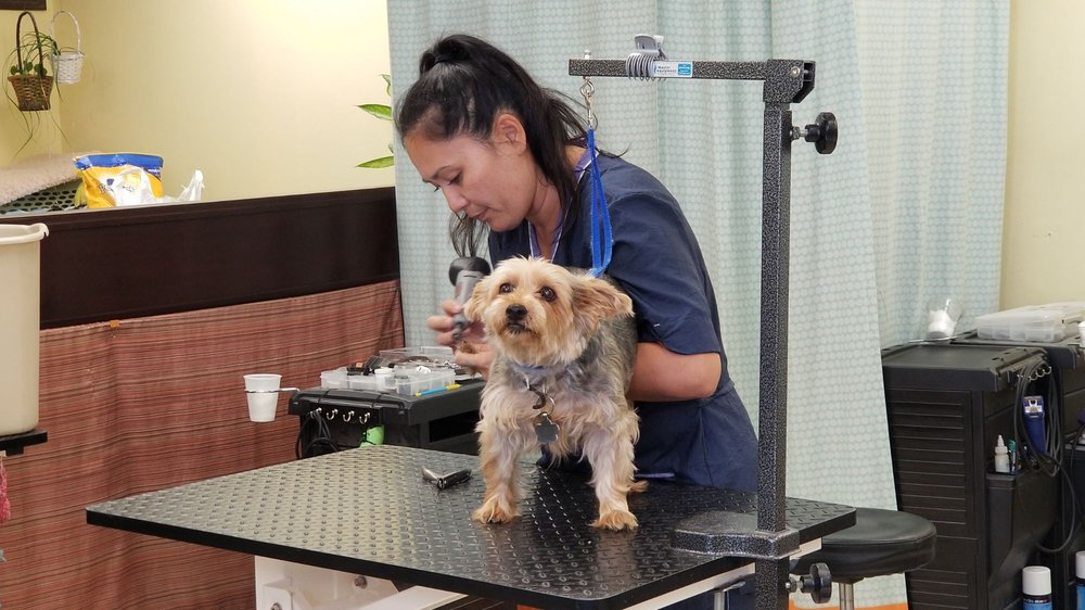 WAN WAN PARADISE 108 Photos & 100 Reviews Pet Groomers 350 Ward