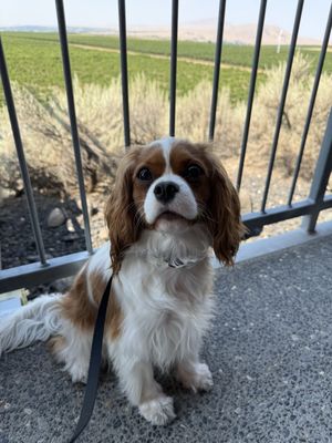 Kiona Vineyards and Winery by null